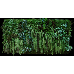 ILA - Poloprírodná zelená stena EVOLÚCIA