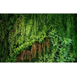 ILA - Poloprírodná zelená stena GREEN STREAM