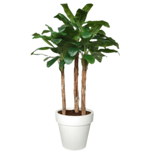 ILA - Poloprírodná rastlina BANÁNOVÉ STROMY