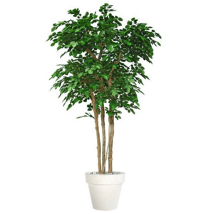 ILA - Poloprírodná rastlina BEECH FLORIDA GREEN