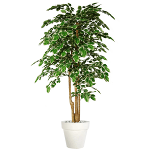 ILA - Poloprírodná rastlina BEECH FLORIDA TOPIARY VAR