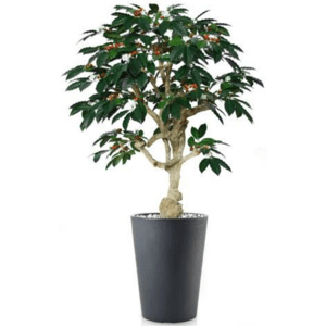 ILA - Poloprírodná rastlina COFFEE GROWN GRN